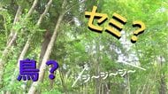 「ジージー」森の中から謎の鳴き声　5月にセミ？それとも鳥？学芸員でも「見つけづらい」鳴き声の正体とは―