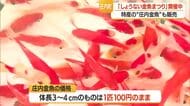 庄内町で恒例の「しょうない金魚まつり」にぎわう　山形
