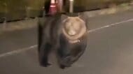【ヒグマ速報】「住宅のすぐ裏」「寺の境内」「目の前1～2メートル」止まらぬ目撃情報に相次ぐ被害報告＿付近の小学校では“見守り登校”続くも保護者からは不安の声「早く終わって欲しい」