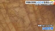 「ツルツルしていて」しらうおまつり　宇和島鯛めしの元祖ともいわれる郷土料理「六宝」なども【愛媛】