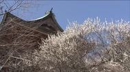 “梅のお寺”でウメが満開に　福島・いわき市『専称寺』　今週は次第に春本番の陽気に（3月16日）