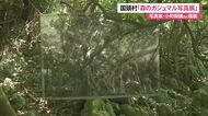 森のガジュマル写真展　国頭村で9月28日まで開催