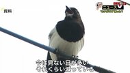 10年後にはいなくなる!?　佐賀の県鳥「カチガラス」絶滅の危機【佐賀発】