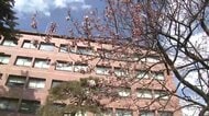 国の天然記念物「石割桜」開花　盛岡市今年初の20℃超え　岩手県
