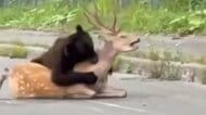 【衝撃映像】生きたシカを背後から襲うクマ 車が行きかう北海道の国道で…夏は餌が不足する季節 執拗にスイカやメロンを食い荒らすクマも…個体が増えすぎて出没が相次ぐ 厳重警戒を