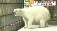 白くまピース“一番の危機から回復”とべ動物園で公開再開「本当に良かった」愛媛の内外から多くのファン