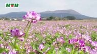 青空の下に広がる濃い赤紫色のじゅうたん　田園地帯でレンゲソウが見頃　各地で春の光景