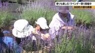 「いい匂い」　青空に映える紫色のラベンダー　早咲きの花が見頃に　摘み取り体験やワークショップも人気　7月20日まで祭りも