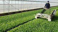 科学の力で10回が限界とされていた収穫を14回に…元建築士の社長が挑む「サイエンス農業」