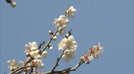 山陰地方は4月並みの暖かさに(島根・鳥取)
