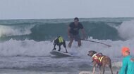 “ワン”ダフル!息ぴったりの犬のサーフィン大会 ブラジル