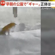 「ギャオーン！ギャオーン！」早朝の公園で鳴き続けるキツネ「尋常じゃないぐらいの叫び声」　実は「コンコン」と鳴くのは年に約2回だけ…時に「ミャーミャー」と鳴くことも　札幌市