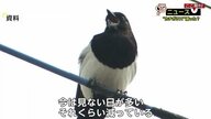 10年後にはいなくなる!?　佐賀の県鳥「カチガラス」絶滅の危機【佐賀発】