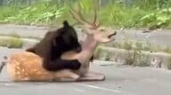 【衝撃映像】生きたシカを背後から襲うクマ 車が行きかう北海道の国道で…夏は餌が不足する季節 執拗にスイカやメロンを食い荒らすクマも…個体が増えすぎて出没が相次ぐ 厳重警戒を