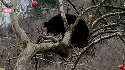 住宅敷地内の柿の木にクマが…緊急銃猟で駆除 新潟県長岡市で初実施 1週間前にも同じ柿の木で目撃情報