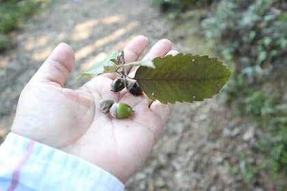 自然が本来持つ力を回復させる「ネイチャーポジティブ」に注目!社会経済の発展や防災・減災など社会課題の解決に
