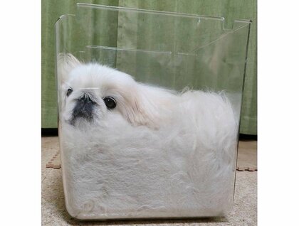 「犬も液体らしい」箱にすっぽり“溶けている”犬が話題…どんな体勢か飼い主に教えてもらった