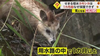 傷つけたら“法律違反”　「ニホンカモシカ」の子ども救出作戦　水路に落ちて1ヵ月…スロープで無事救出　新潟