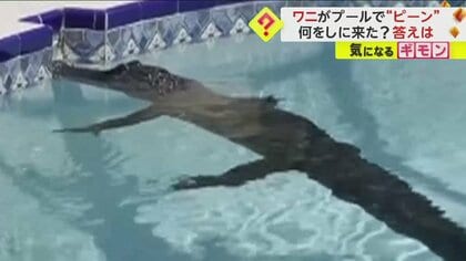【体長2.4mのワニ】“脚ピーン”住宅プールで体冷やす　フロリダ州には推定130万頭が生息　しばしば住宅街で見られる捕獲劇