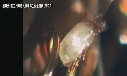 ダニの“ピーク”が猛暑で長期化　繊維に潜み、刺されて“アレルギー症状”も…専門家「掃除機はスチームアイロンで死滅させてから」