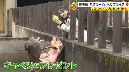 愛妻家のカバに“ごはん命”なイノシシ…いつもありがとう！癒しをくれる動物たちにバレンタインプレゼント【愛媛発】