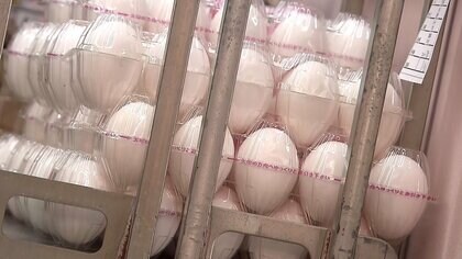 エッグショック再来か…タマゴ価格高騰　「去年の1.5倍」1日800個使用のサンド店も悲鳴　北海道で今季初の鳥インフル感染
