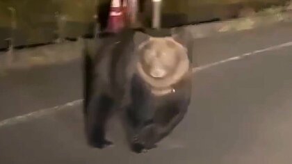 【ヒグマ速報】「住宅のすぐ裏」「寺の境内」「目の前1～2メートル」止まらぬ目撃情報に相次ぐ被害報告＿付近の小学校では“見守り登校”続くも保護者からは不安の声「早く終わって欲しい」