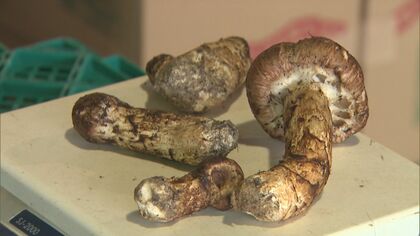 秋の味覚『マツタケのナゾ』…大豊作の長野では去年の半値以下あるのに隣の愛知では“姿すらない”スーパーも