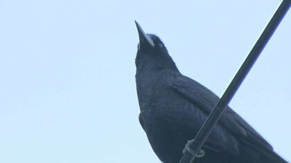 「ぼとって…」空からの落とし物に困惑　有効な対策はカラスの悲鳴！？【福島発】