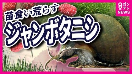 「ここまでひどいとは」田植え直後の稲を食い荒らす『ジャンボタニシ』食用に輸入され野生化　ピンクの卵見つけたら触らず水の中に落として