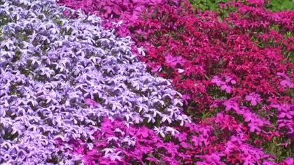 花の色が織りなす“ハートマーク”も…西粟倉村のおおがや芝桜公園で約１．８万株のシバザクラ見頃【岡山】