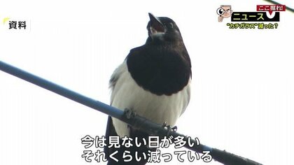 10年後にはいなくなる!?　佐賀の県鳥「カチガラス」絶滅の危機【佐賀発】