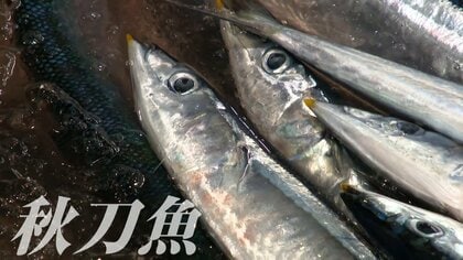 サンマ1匹に21万円超、札幌の初競りで史上最高値　1キロ111万円に　8月から本格的なシーズン