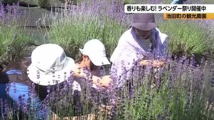 「いい匂い」　青空に映える紫色のラベンダー　早咲きの花が見頃に　摘み取り体験やワークショップも人気　7月20日まで祭りも
