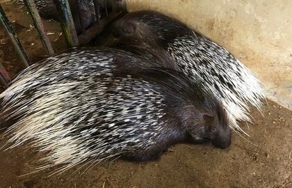 くっついているヤマアラシたち（提供：東武動物公園）