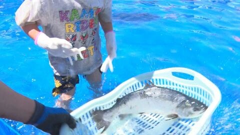 「岩手大槌サーモン祭り」にぎわう　4月に大規模山林火災発生　岩手県大槌町