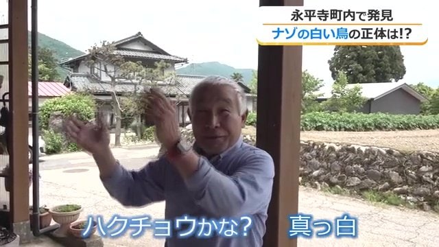 白いツバメを派遣した今澤さん