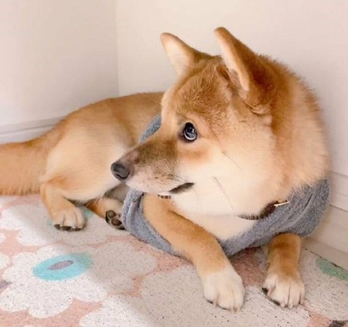 雷におびえ靴箱の下へ(別日) タオルをたすき掛けしてみている