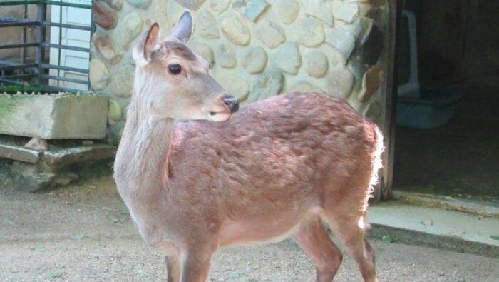 脱走した二ホンジカ 提供:姫路市立動物園