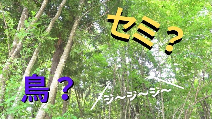 森から聞こえる“謎の生き物”の鳴き声