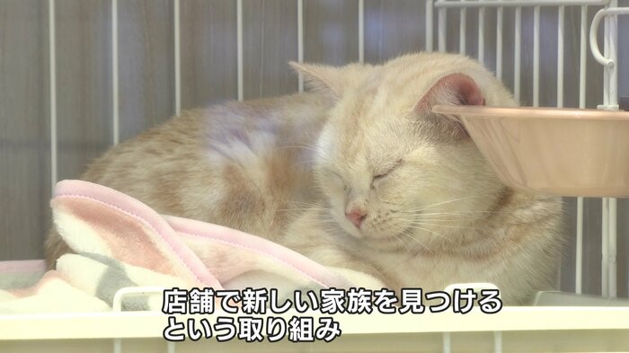 新しい家族を見つける場所