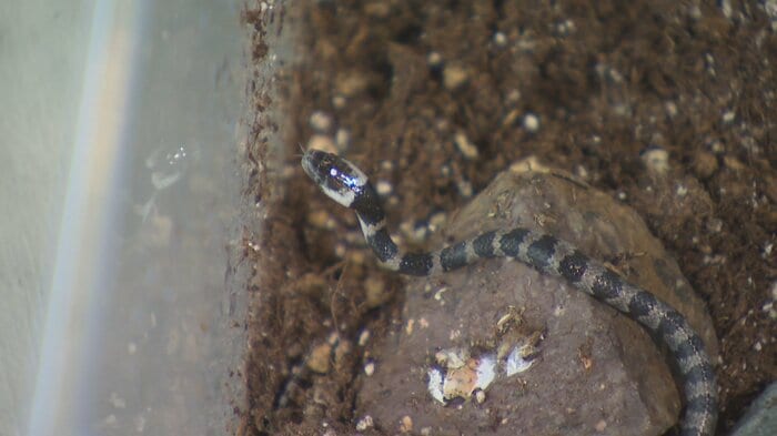 シロマダラ（写真は2025年9月）