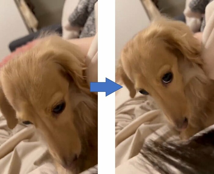 雷が怖くて飼い主さんにシャカシャカ(投稿動画とは別日の様子)