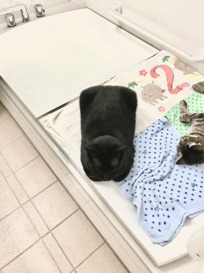 明度を上げてみると、ヒゲまで確認できる
