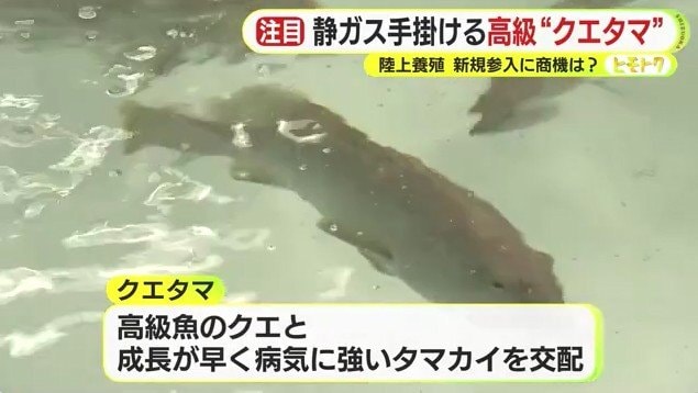 養殖されている「クエタマ」