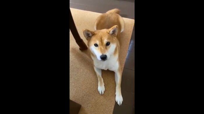 物欲しそうな顔でこちら見つめることも