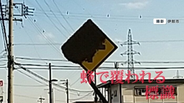 ハチが覆い被さり見えなくなった道路標識