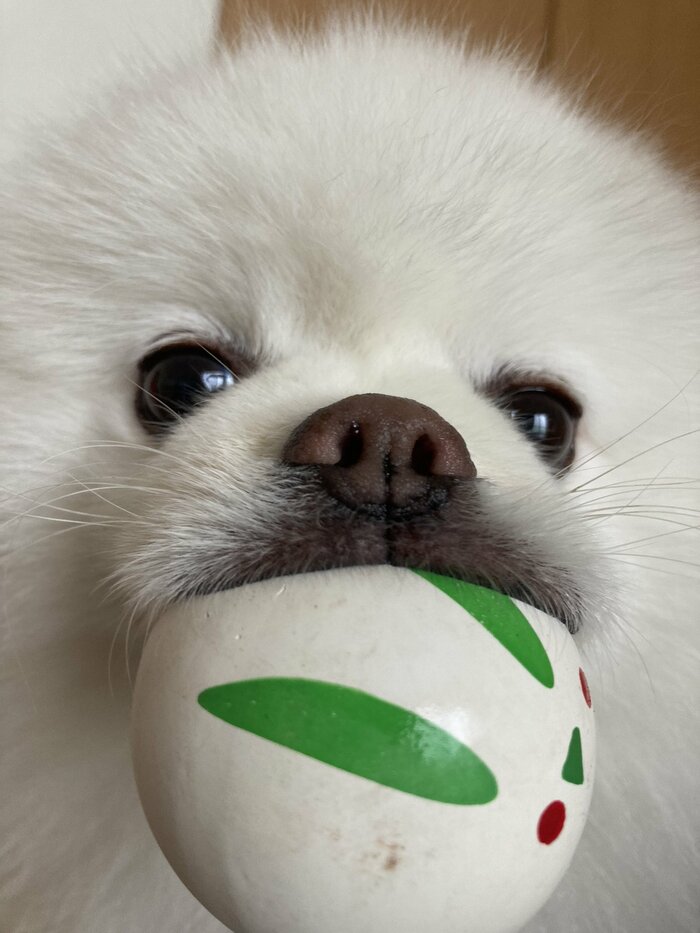 ボールをくわえるレイくん