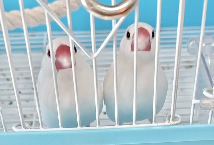 (左から)なずなくん、つばきちゃん
