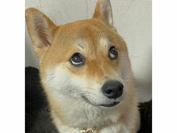 ゆきちゃんの視線の先には、飼っているセキセイインコ・ピリィちゃんが(提供:柴犬ゆきちゃん)